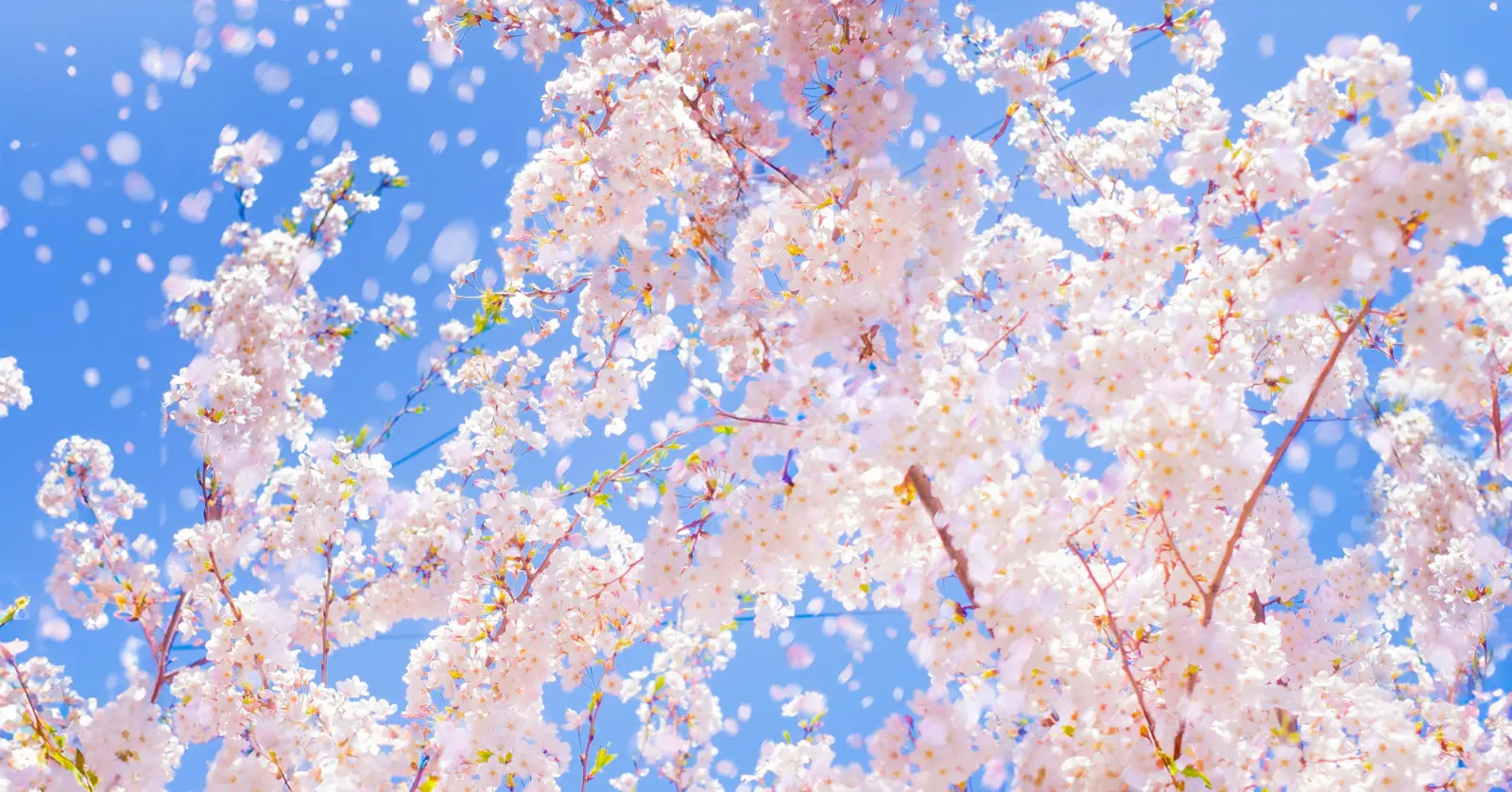 벚꽃 아래에서 인생샷 남길 준비 되셨나요?