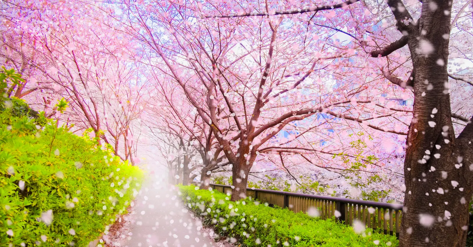 2026년 전국 벚꽃 개화 시기 예측 데이터