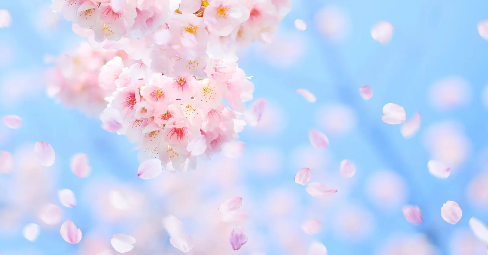 놓치면 후회할 지역별 대표 벚꽃 명소 베스트 5