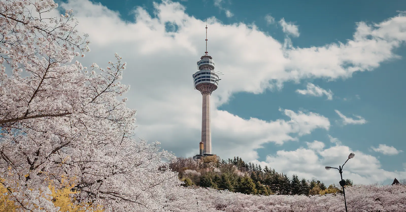 인파를 피해 즐기는 숨겨진 벚꽃 명소와 꿀팁