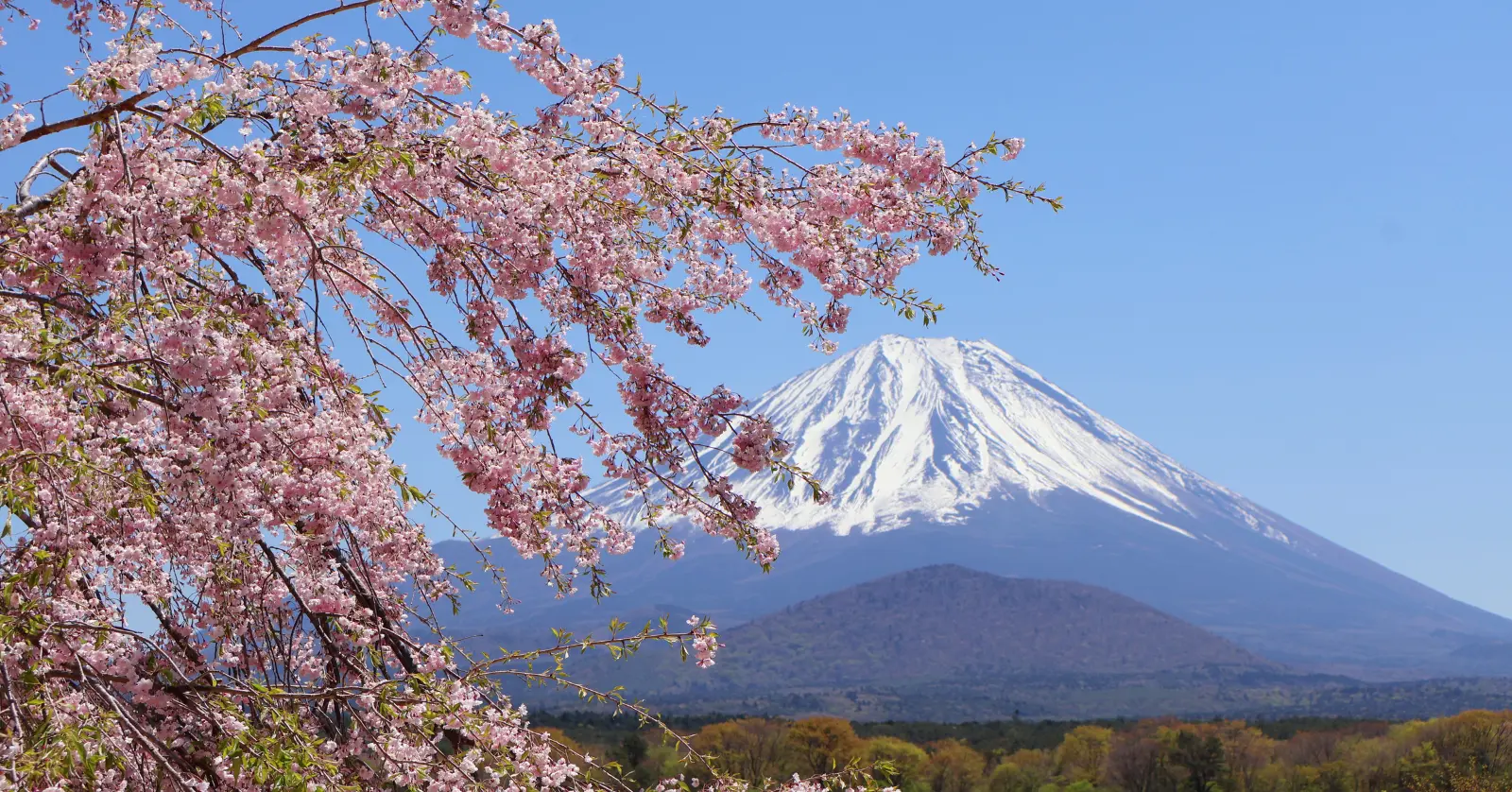 2026년 꼭 가봐야 할 전국 주요 벚꽃 축제 일정