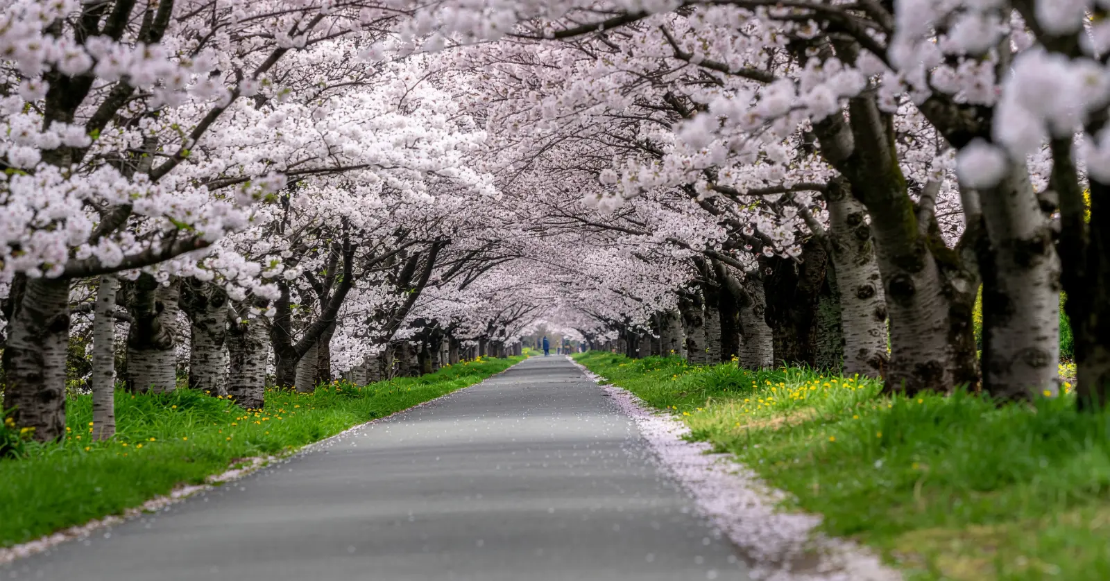 사진 작가가 알려주는 벚꽃 인생샷 촬영 기술