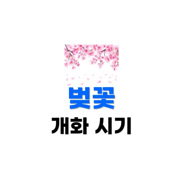 벚꽃개화시기